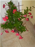 dipladenia